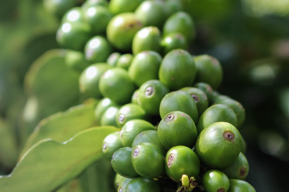 Você conhece o café verde? Venha entender como esse tipo de café é feito!