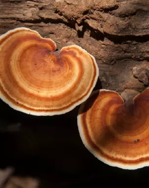 Dois cogumelos Fu Ling que são capazes de ampliar a microcirculação, deixando a pele luminosa
