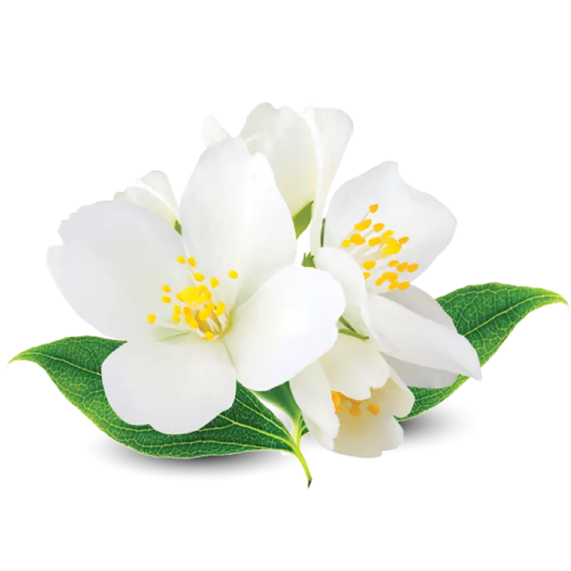 Uma linda flor branca