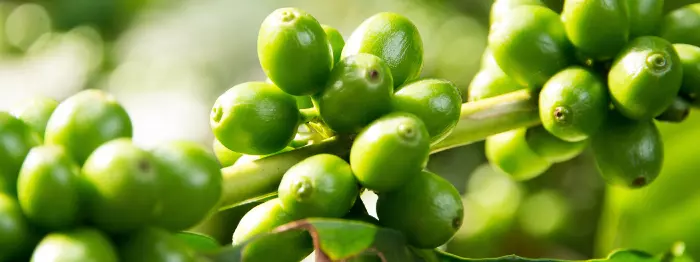 Galho com vários grãos de café verde