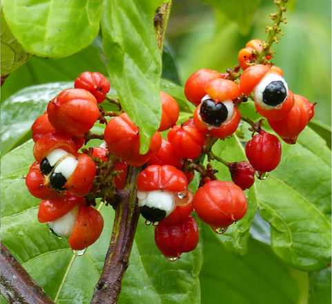 Guaraná